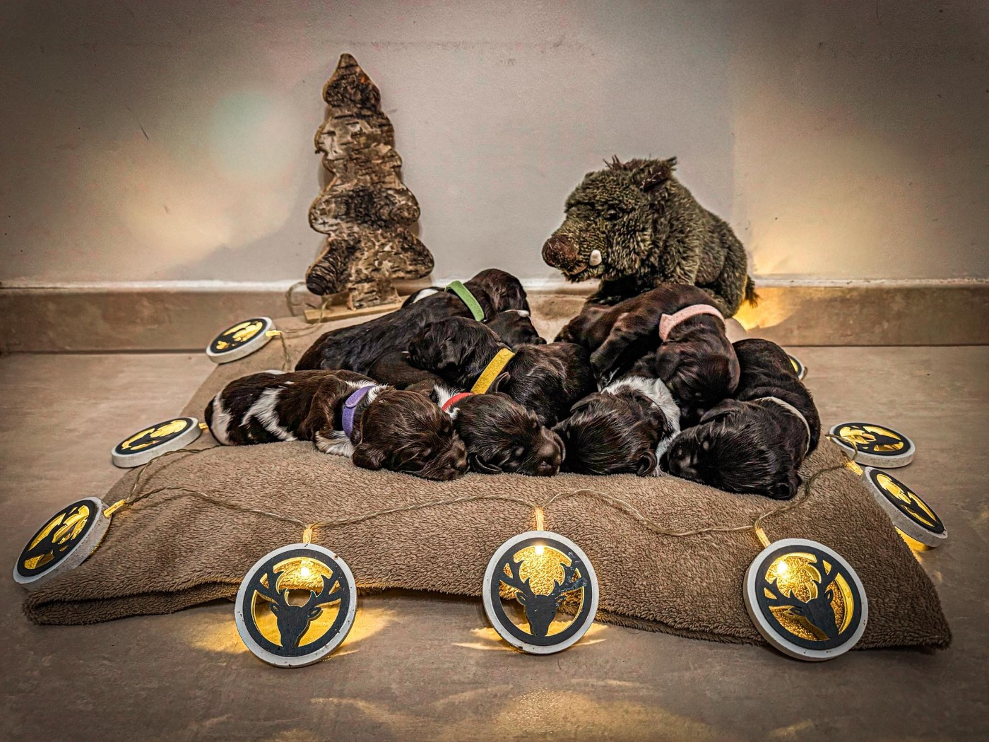 Des Vestiges Du Moulin - Chien d'Oysel allemand - Portée née le 13/10/2025