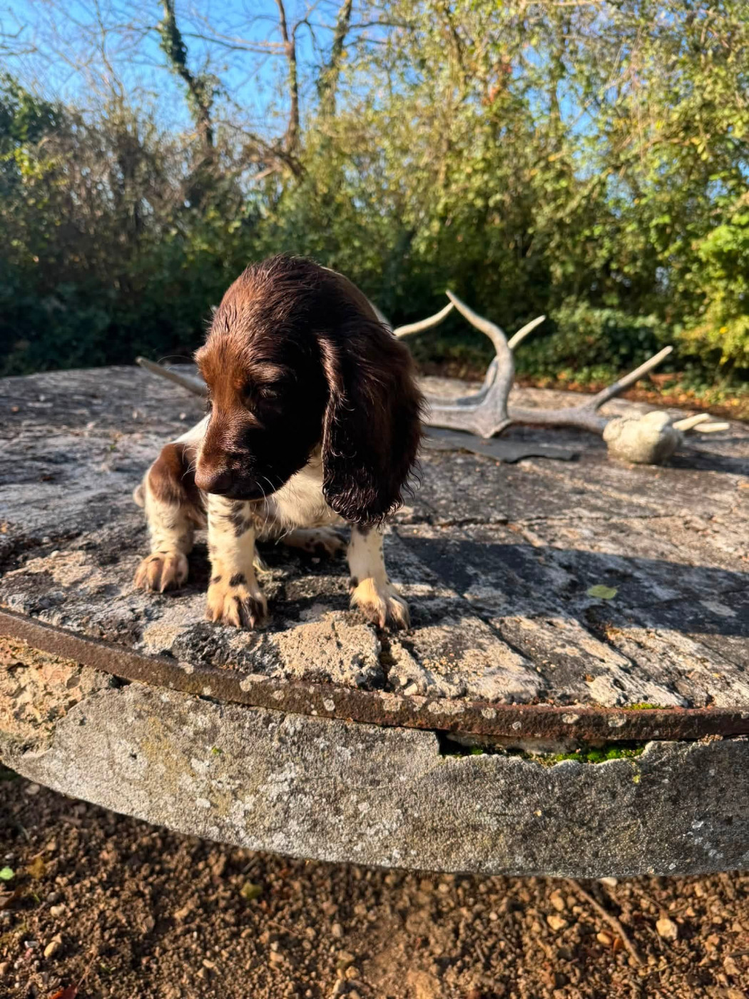 Des Vestiges Du Moulin - Chiots disponibles - Chien d'Oysel allemand
