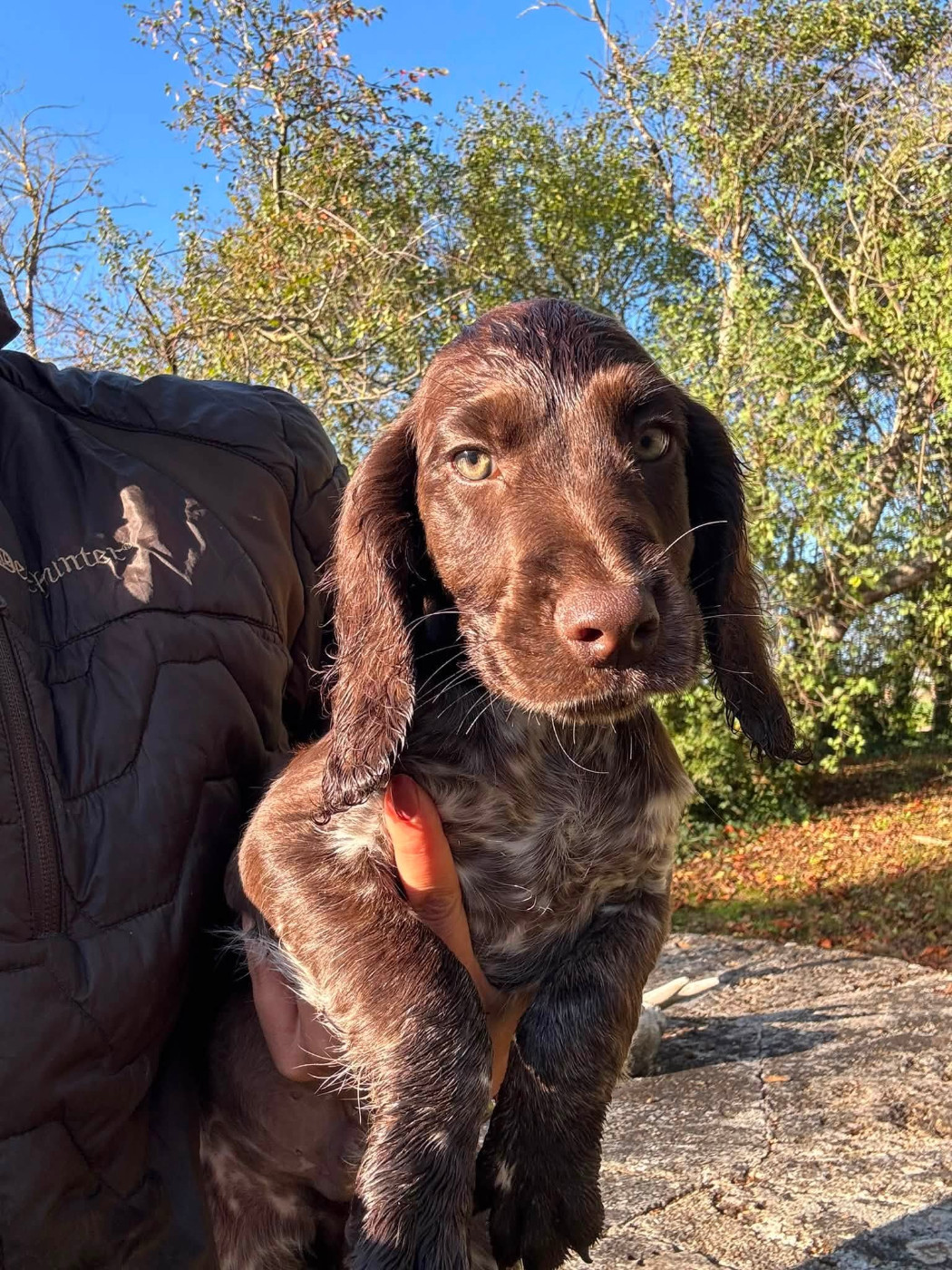 Des Vestiges Du Moulin - Chiots disponibles - Chien d'Oysel allemand