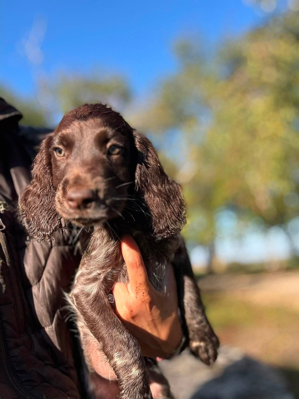 Des Vestiges Du Moulin - Chiots disponibles - Chien d'Oysel allemand